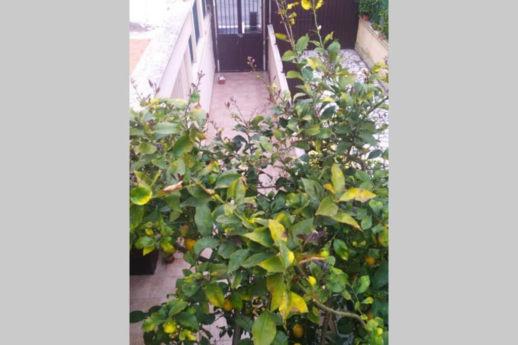 Apartamento Appto Limone Lido di Ostia Exterior foto